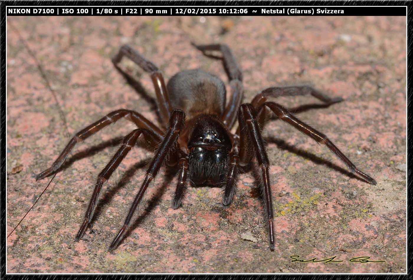 Amaurobius ferox - Netstal (Glarus), Svizzera